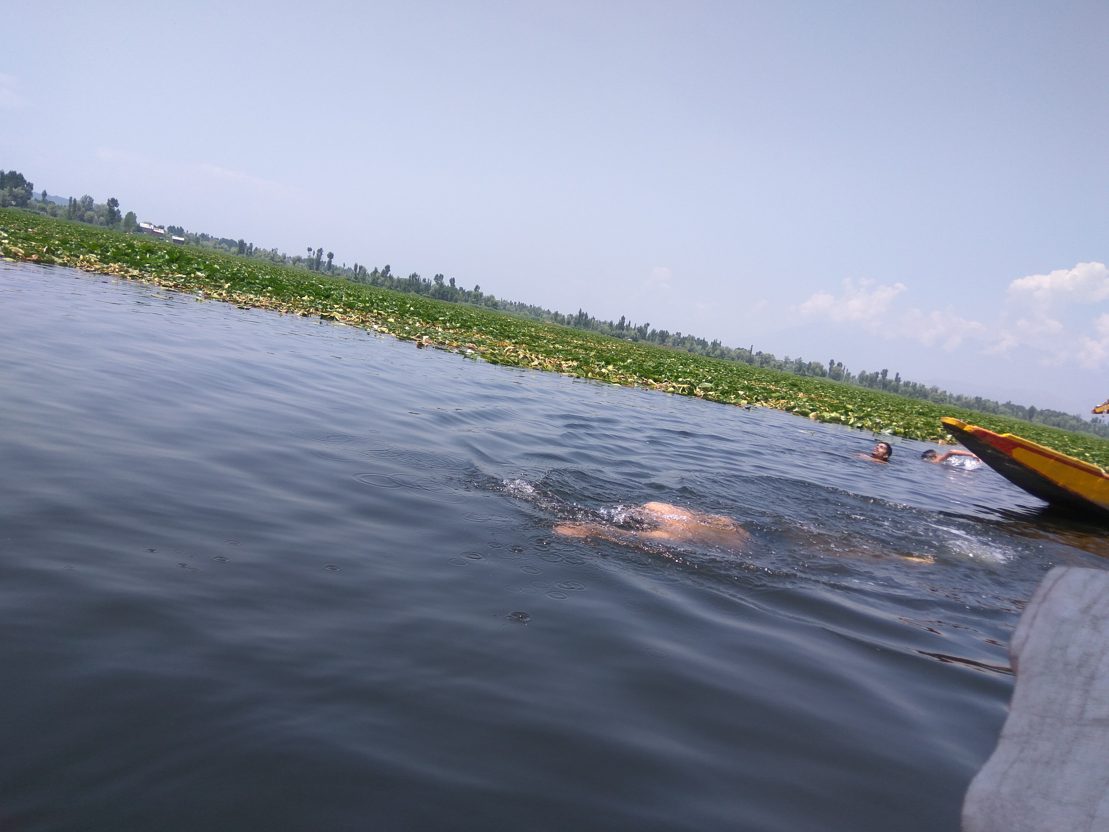 A student swimming in the lake for the annual Dal swims.